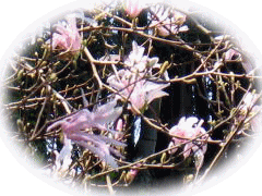 2005年度桜町シデコブシ八分咲き